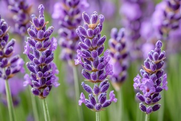 Close-up of lavender flowers in bloom, with purple hues and soft focus background.