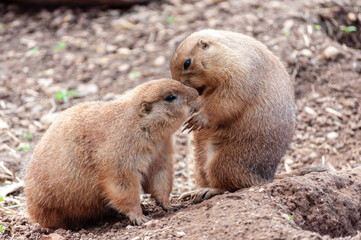 Cute prairie dogs in embrace