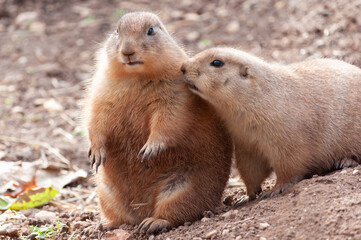 prairie dogs cute