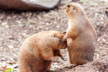 prairie dogs embrace kissing
