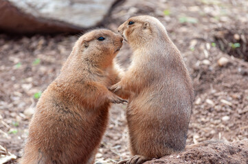 cute prairie dogs embracing