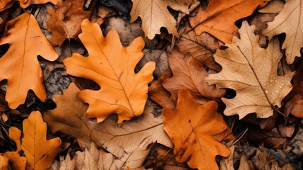 A close-up of fallen autumn leaves, showcasing their intricate textures and warm colors.