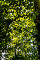 Vegetación en el Pueblo de Areatza, España.