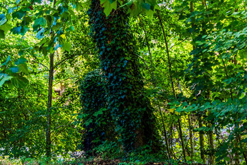 Obraz premium Vegetación en el Pueblo de Areatza, España.