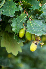 Obraz premium Bellota en el pueblo de Areatza, España.