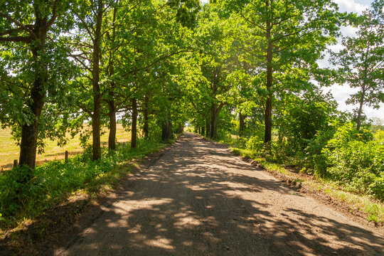 Forest rural road surrounded by trees in summer | Wiejska leśna droga otoczona drzewami letnią porą