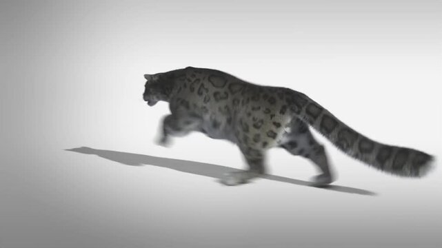  Snow leopard animation running