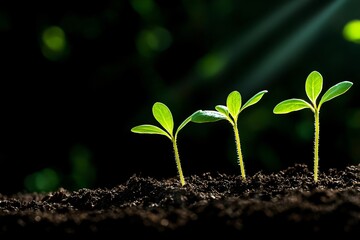 Fototapeta premium Three Green Seedlings Emerging from Dark Soil