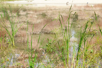 plants in the swamp, reeds in the water  