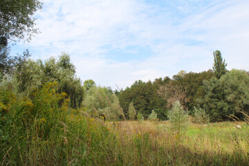 green fresh grass and dry grass in the field and trees in the background