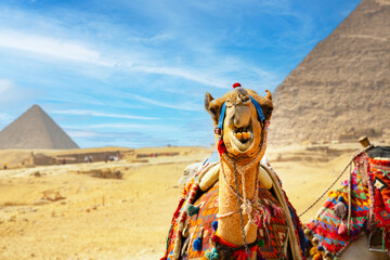 Camel rests near ruins of entrance to pyramid