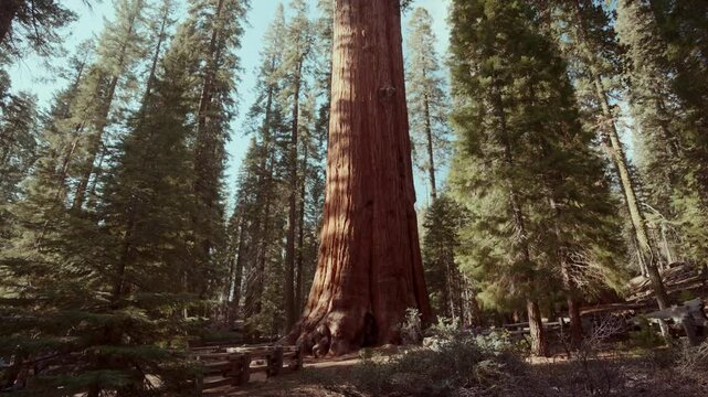 Huge sequoia tree growing in the forest.