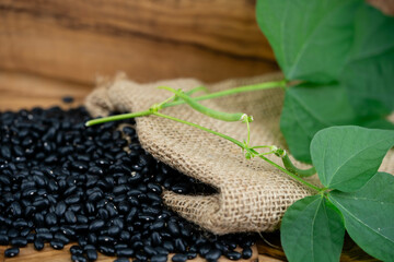 Die schwarze Bohne  black turtle Phaseolus vulgaris