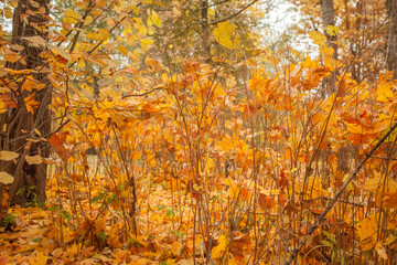 Autumn nature. Forest, tree and yellow leaves outdoors
