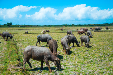 Charming view of buffalo grazing in a lush green field, offering a peaceful and picturesque rural setting