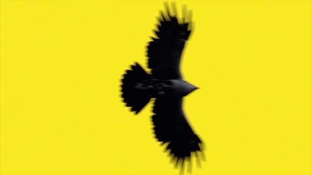 bird of prey. falcon hunting