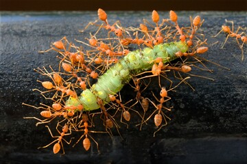 Weaver ants, green ants, Oecophylla smaragdina, workers carrying dead larvae of lepidoptera, Thiruvananthapuram, Kerala, India, Asia