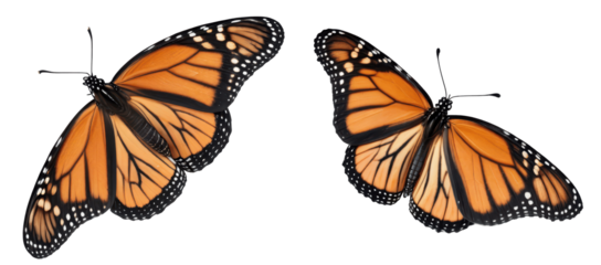 monarch butterfly isolated on transparent background
