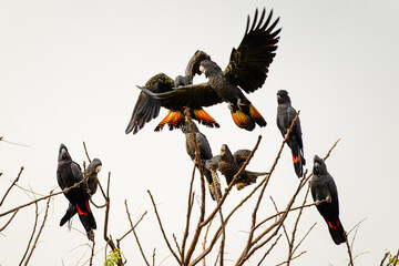 Red-tailed black cockatoo bird, Calyptorhynchus banksii, native Australia Australian parrot, flock birds wildlife in tree © Cynthia