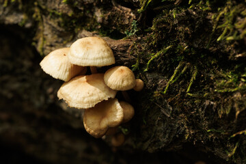 Close-up of  white mushroom family on a branch and moss