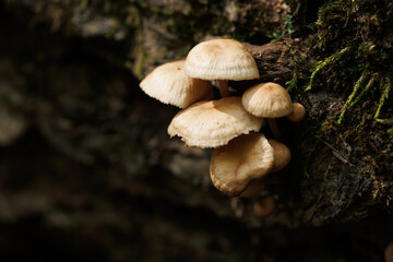 Close-up of  white mushroom family on a branch