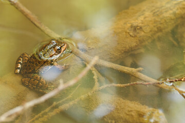 A closeup of a brown striped frog and branches in a pond