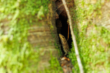 A closeup of a lizard in a tree hollow covered with moss