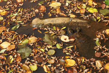 A turtle in a lake covered with autumn leaves