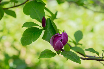 Abundant blooming of Pink flowers of Chinese magnolia or saucer, Magnolia x soulangeana, early spring, natural floral pink background, selective focus.