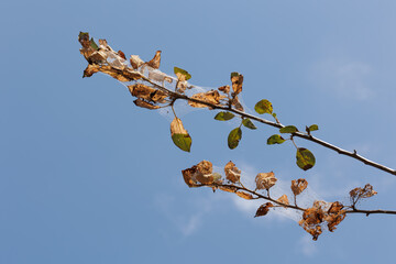 Spider webs cover the branches at autumn
