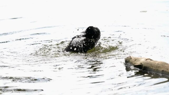 A coot bathes in a lake, splashes of water fly in all directions. The Eurasian coot (Fulica atra), also known as Australian coot, is a member of the rail and crake bird family, the Rallidae.