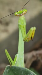 Fotos e vídeos macro de Animais e insetos 