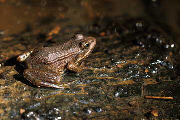 A closeup of a brown frog in a pond
