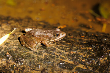 A closeup of a brown frog on a tree bark in a pond