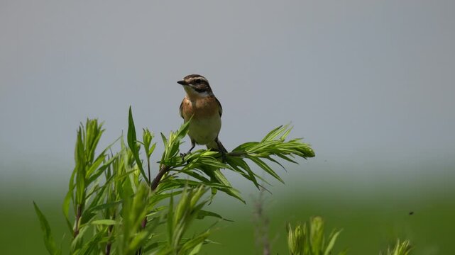 Bird swinging on grass. Close-up, video with sound (bird voices). The whinchat (Saxicola rubetra) is a small migratory passerine bird breeding in Europe and western Asia.