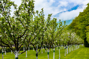 Blossoming apple garden in spring