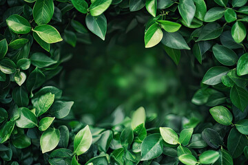 Obraz premium A Lush Frame of Emerald Leaves, Ready for Your Message!