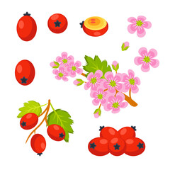Branch of hawthorn, flowers and berries showing different parts of plant