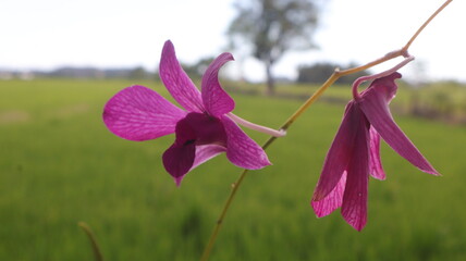 Phalaenopsis purple orchid flower, phalaenopsis or wrong with blur background. Purple phalaenopsis...