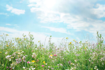 A vibrant meadow bursting with wildflowers, reaching for the bright blue sky adorned with fluffy clouds. Nature's canvas, alive with color and beauty.