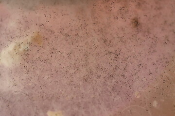 chleb pokryty pleśnią grzyb © Perovskia