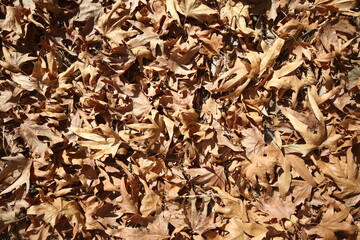 background of dried autumn  leaves