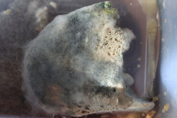 chleb pokryty pleśnią grzyb © Perovskia