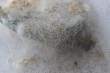 chleb pokryty pleśnią grzyb © Perovskia