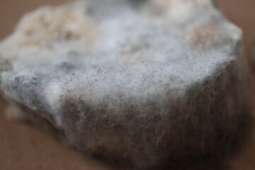 chleb pokryty pleśnią grzyb © Perovskia