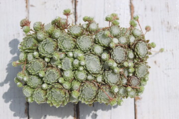 rojnik pajęczynowaty Sempervivum arachnoideum