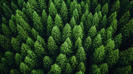 Fototapeta premium Lush green coniferous forest viewed from above, showcasing dense tree canopy in natural habitat during daylight hours