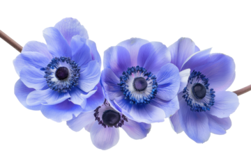 blue purple anemone flower isolated on white or transparent png
