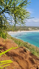 beach with palm trees