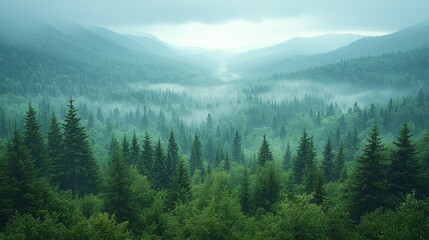 Obraz premium Lush green forest landscape shrouded in mist at dawn in the mountainous region